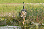 walking Czechoslovakian wolfdog