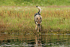 walking Czechoslovakian wolfdog