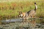 bathing Czechoslovakian wolfdog