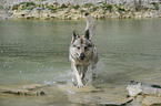 bathing Czechoslovakian wolfdog