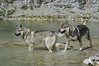 Czechoslovakian wolfdogs