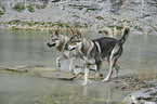 Czechoslovakian wolfdogs