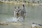 bathing Czechoslovakian wolfdog