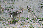 Czechoslovakian wolfdogs