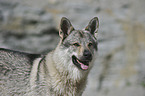 Czechoslovakian wolfdog portrait