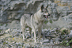 Czechoslovakian wolfdog