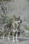 Czechoslovakian wolfdog