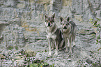 Czechoslovakian wolfdogs