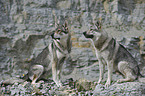 Czechoslovakian wolfdogs