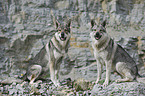 Czechoslovakian wolfdogs