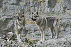 Czechoslovakian wolfdogs