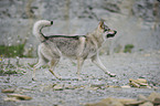 running Czechoslovakian wolfdog