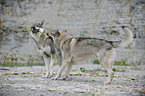 Czechoslovakian wolfdogs