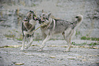 Czechoslovakian wolfdogs