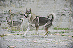 running Czechoslovakian wolfdog