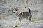 running Czechoslovakian wolfdog