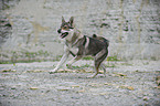 running Czechoslovakian wolfdog