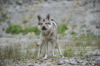 Czechoslovakian wolfdog