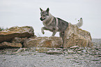 jumping Czechoslovakian wolfdog