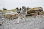 running Czechoslovakian wolfdog