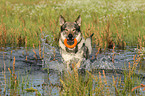 playing Czechoslovakian wolfdog