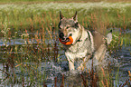 playing Czechoslovakian wolfdog