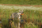 playing Czechoslovakian wolfdog