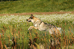 running Czechoslovakian wolfdog