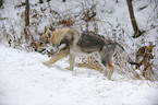 young Czechoslovakian wolfdog