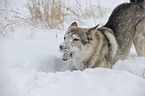 Czechoslovakian wolfdog