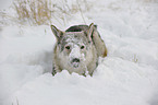 Czechoslovakian wolfdog