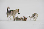 Czechoslovakian wolfdogs