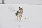 running Czechoslovakian wolfdog