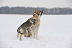 Czechoslovakian wolfdogs