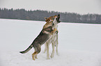 Czechoslovakian wolfdogs