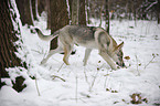 snuffling Czechoslovakian wolfdog