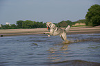 playing Czechoslovakian wolfdog