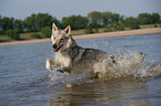 running Czechoslovakian wolfdog