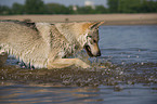 bathing Czechoslovakian wolfdog