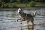 running Czechoslovakian wolfdog