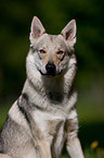 Czechoslovakian wolfdog portrait