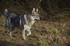 walking Czechoslovakian wolfdog