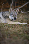 lying Czechoslovakian wolfdog