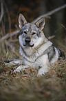 lying Czechoslovakian wolfdog