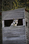 Czechoslovakian wolfdog