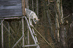 Czechoslovakian wolfdog