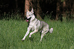 running Czechoslovakian wolfdog