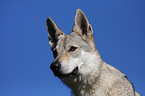 Czechoslovakian wolfdog Portrait