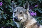 Czechoslovakian wolfdog Portrait