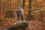 Czechoslovakian wolfdog